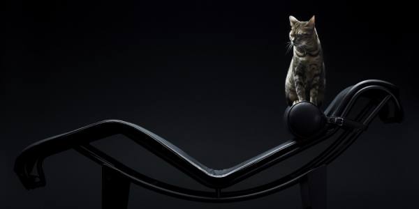 Photograph Marc Tule Cat On Corbusier on One Eyeland